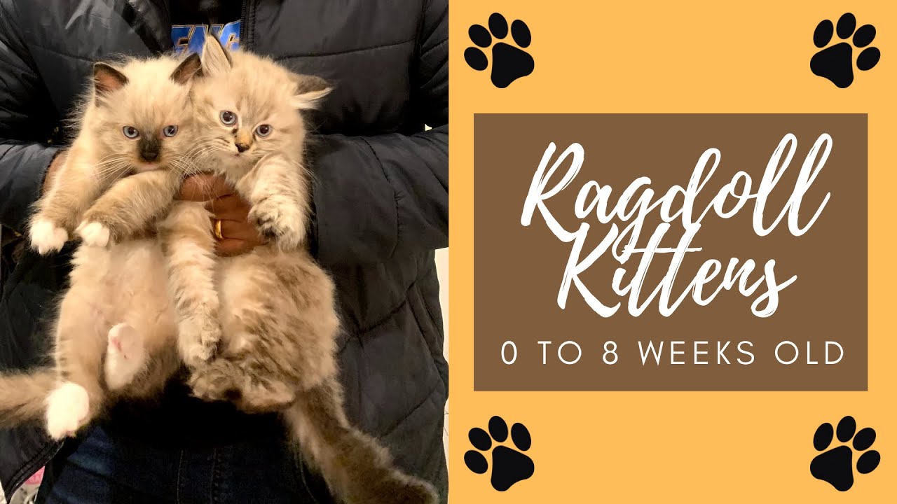 Ragdoll Kittens - Birth to 8 weeks progression