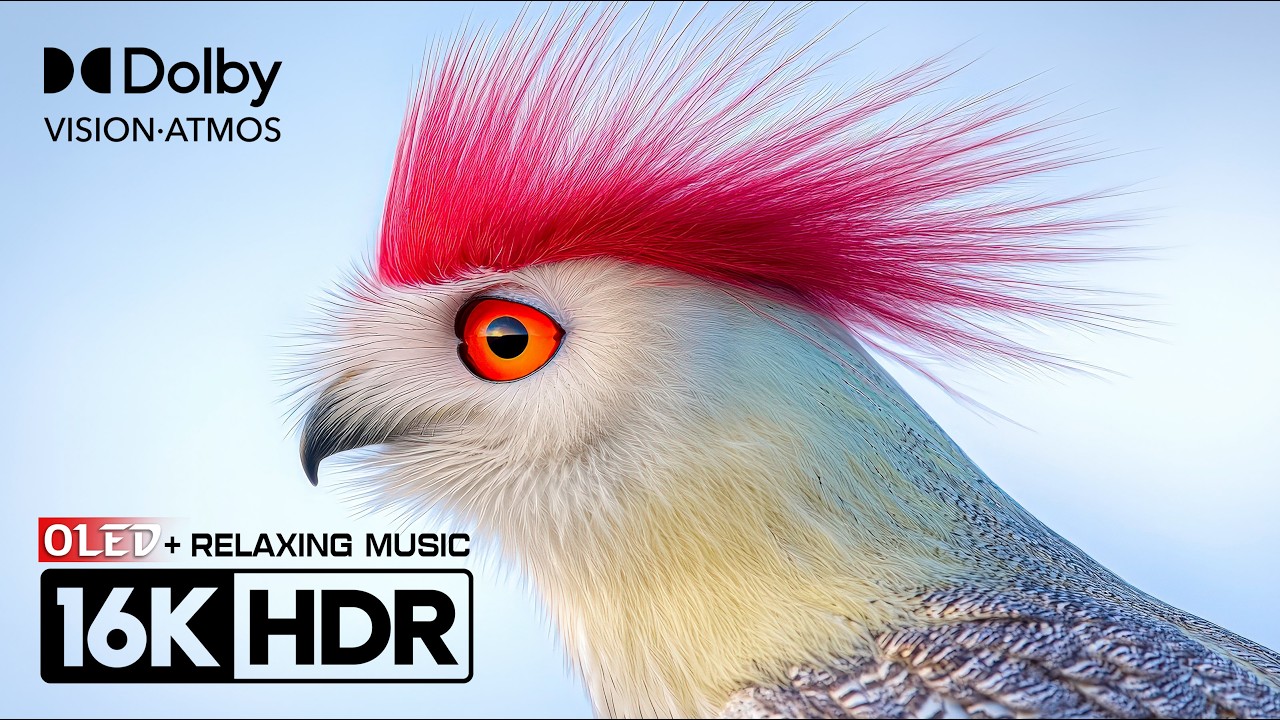 Extremely Stunning 16K OLED Dolby Vision 120fps | Relaxing Music HDR Nature (8K/4K Video TV)