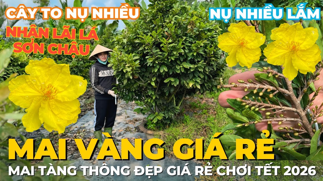 27-01 HỒNG PHẤN Giao Lưu Mai Vàng Giá Rẻ, Mai Tàng Thông Đẹp Giá Rẻ Nút Nụ Đặc Kẹo Chơi Tết