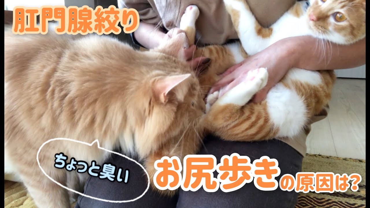 仔猫がお尻歩きをするので肛門腺を絞ってみた　vol.118