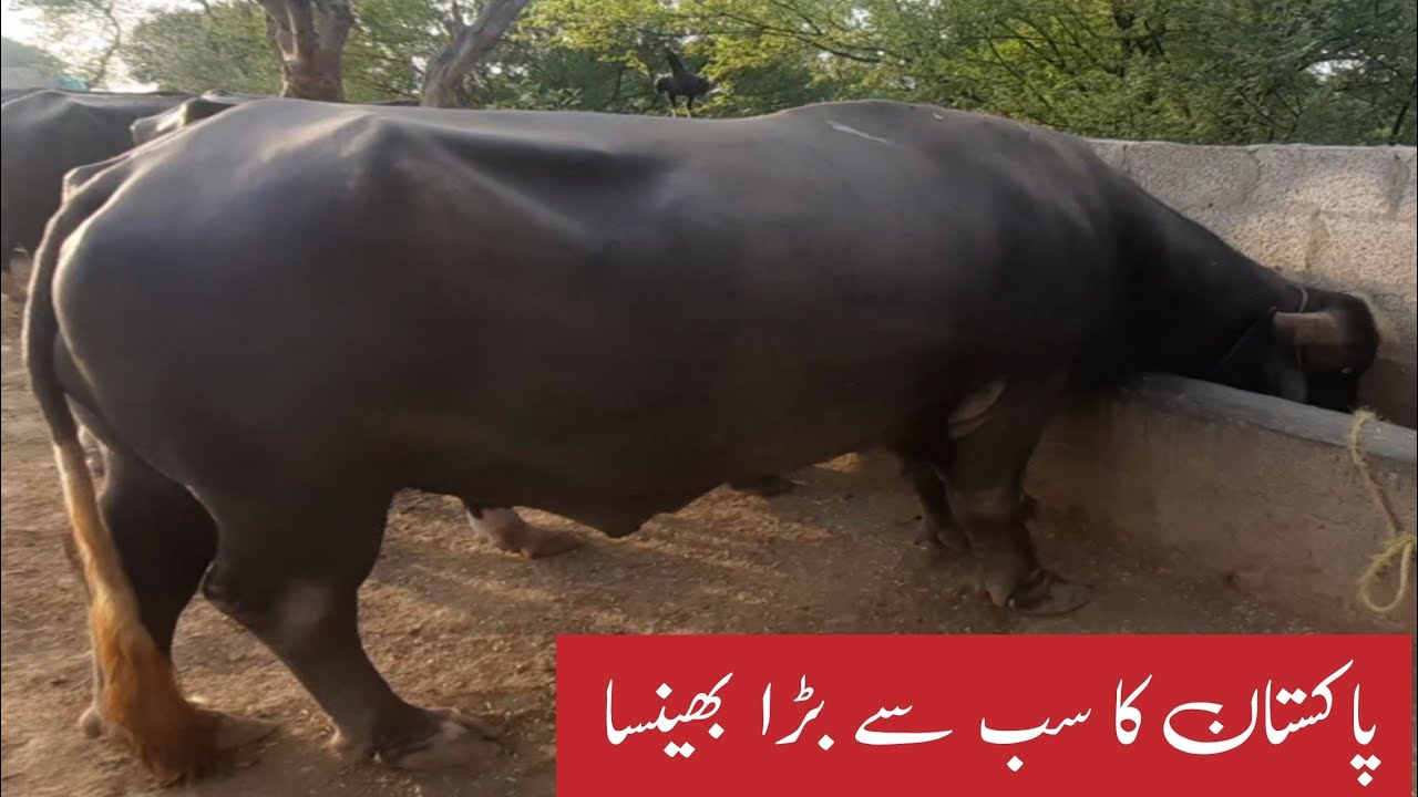 Big Buffalo | Biggest Buffalos in Pakistan | 1500 KG Buffalo | Buffalos farm | Buffalos farming