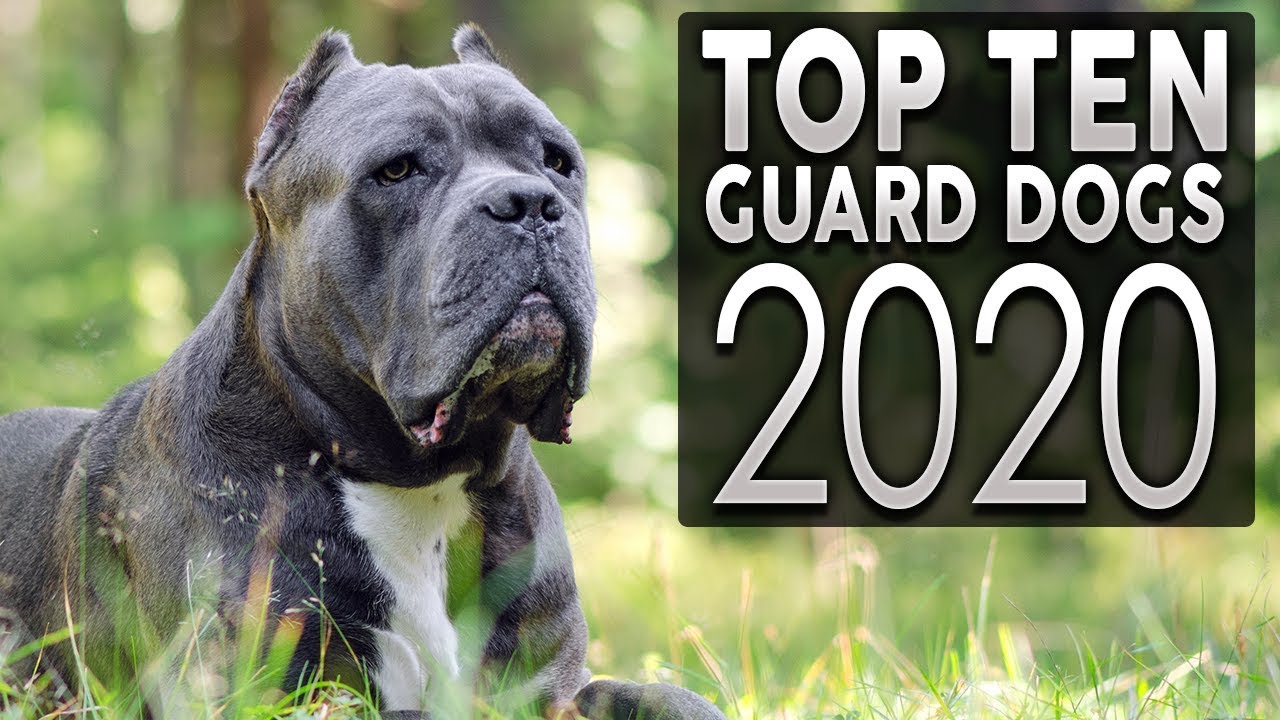 TOP 10 GUARD DOG BREEDS 2020