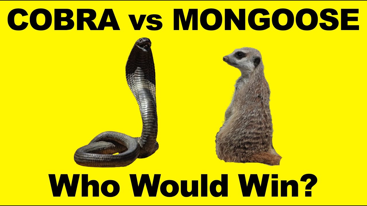 Mongoose Vs Cobra - Who Would Win? - Animal Fight Compare