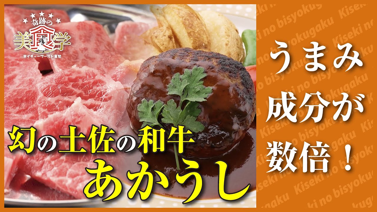 幻の和牛！土佐あかうしはうまみ成分が数倍【奇跡の美食学】