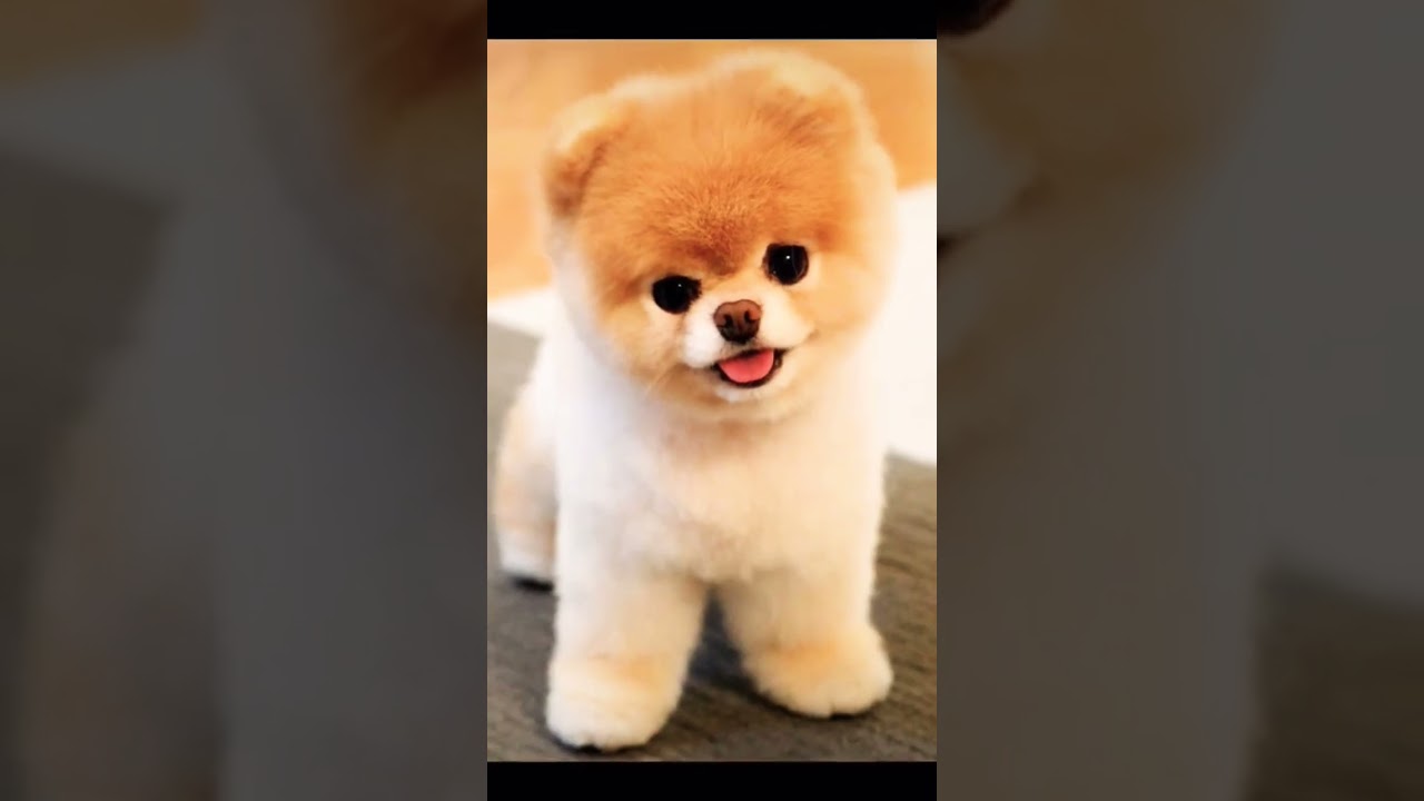 vorrei avere tutti questi teneri cagnolini. (bellissimi❤️)
