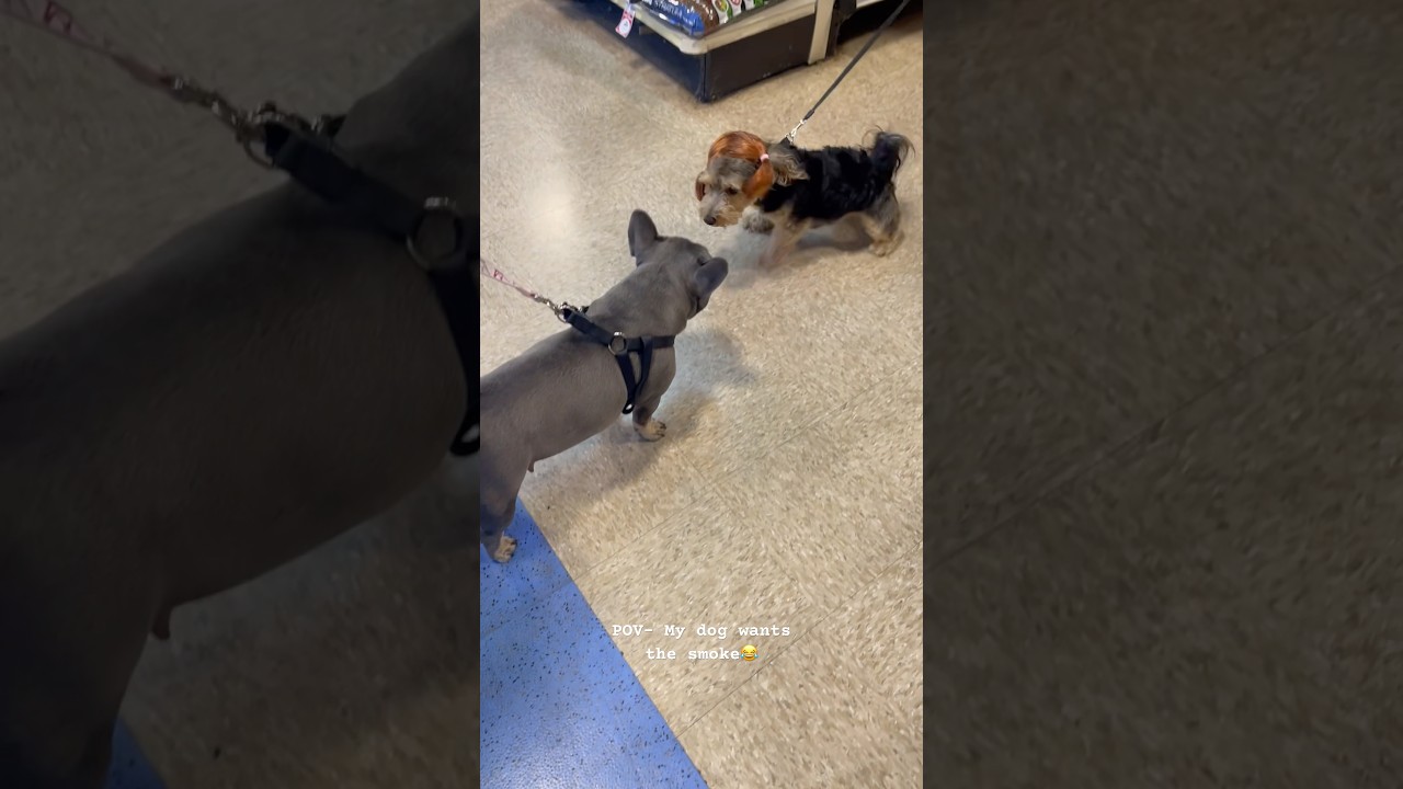 Taking my dog to petsmart #petsmart #dog #dogs #funny #comedy #trending #shorts #viral #doglover