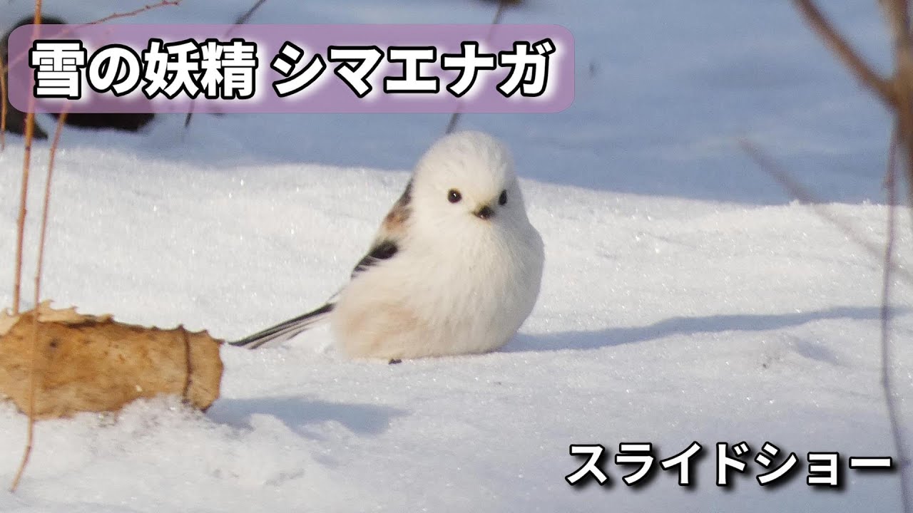 雪の妖精　シマエナガのスライドショー