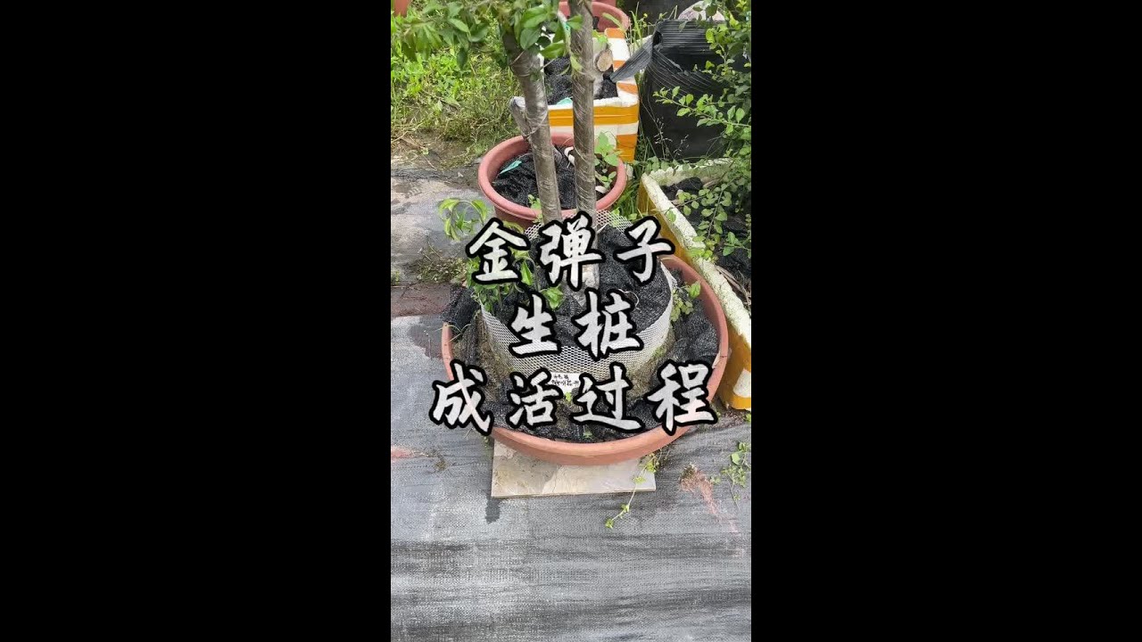 停止生长是大部分生桩的必要过程，不要慌#金弹子#老鸦柿盆景#花卉绿植#趴皮哥