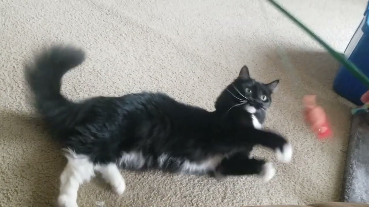 Loki and Trixi Playing with New Teaser Toy