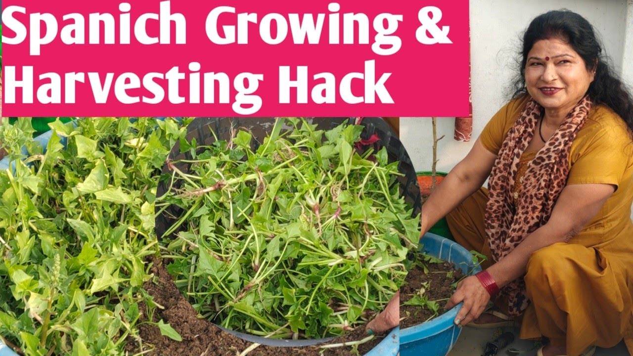 Organic Spanish growing and harvesting hack | घर में पालक कैसे लगाएं ?इस तरह की पालक तुरंत निकाल दें