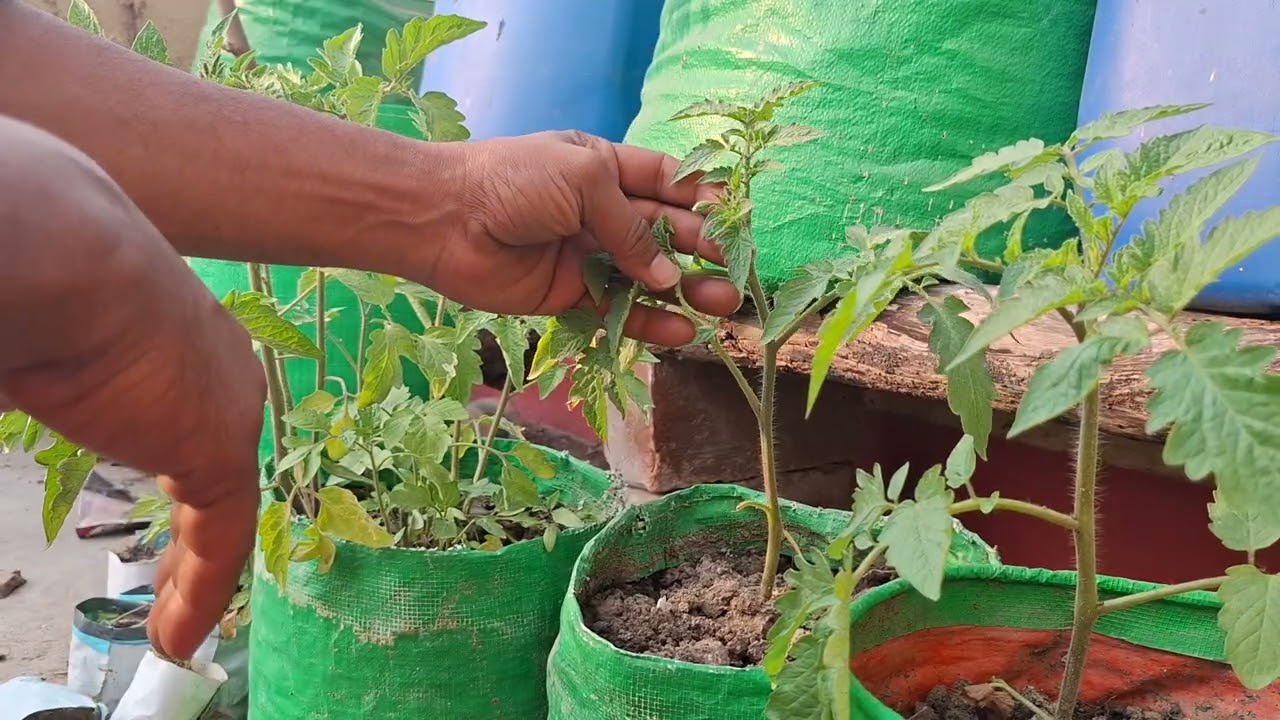 Small Tomato plant started flowering #nature #naturelovers #tomato#tomatoplantcare #tomatoplant #all