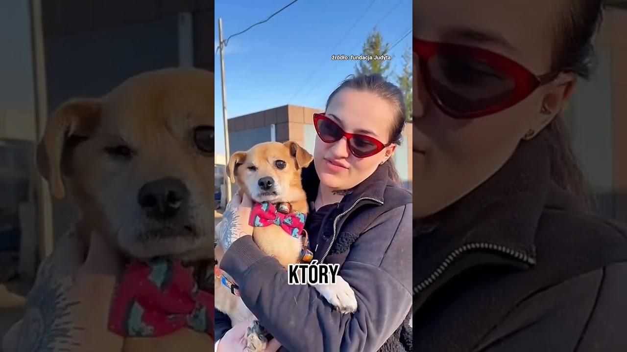 Poznajcie Hansa 🐶 Psa idealnego, kt&oacute;ry szuka domu 🏡 #adoptme #judyta #shorts