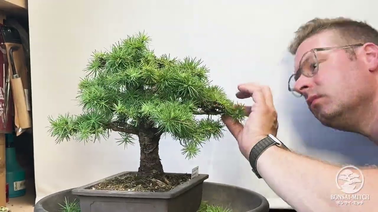 Bonsai in progress | Juli 2025 -2| #17