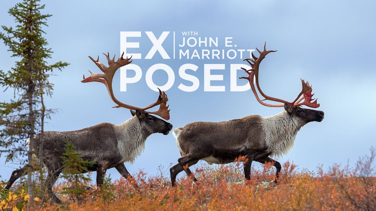 Photographing CARIBOU in the Arctic Barren Lands | EXPOSED Wildlife | EP 04