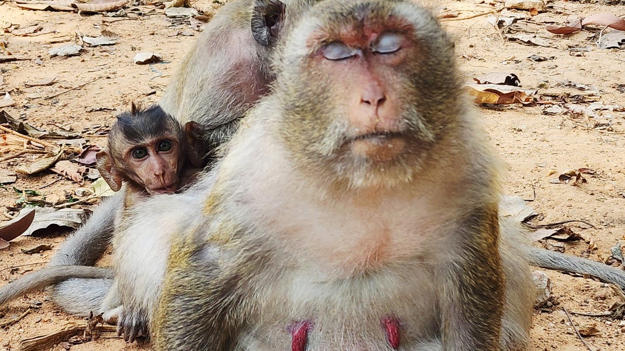 Good afternoon everyone have a sweet day from Amber troop monkey 🐒!