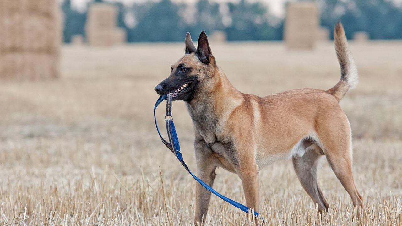 Dog WTF MOMENTS! | Belgian Malinois, German Shepherds and Rottweilers!
