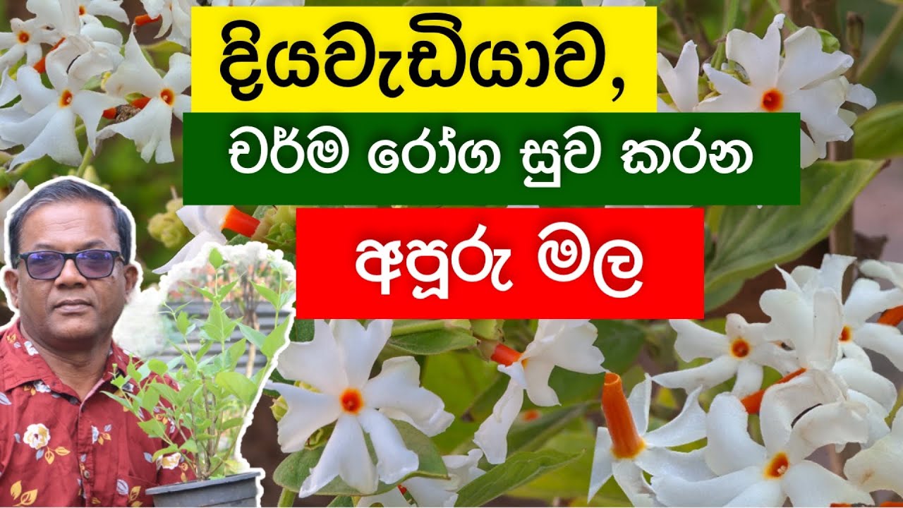 අතීතයේ පටන් දියවැඩියාවට ඔසුවක් වූ රාත්‍රී කුසුම | Sepalika | Ceylon Agri | Episode 238