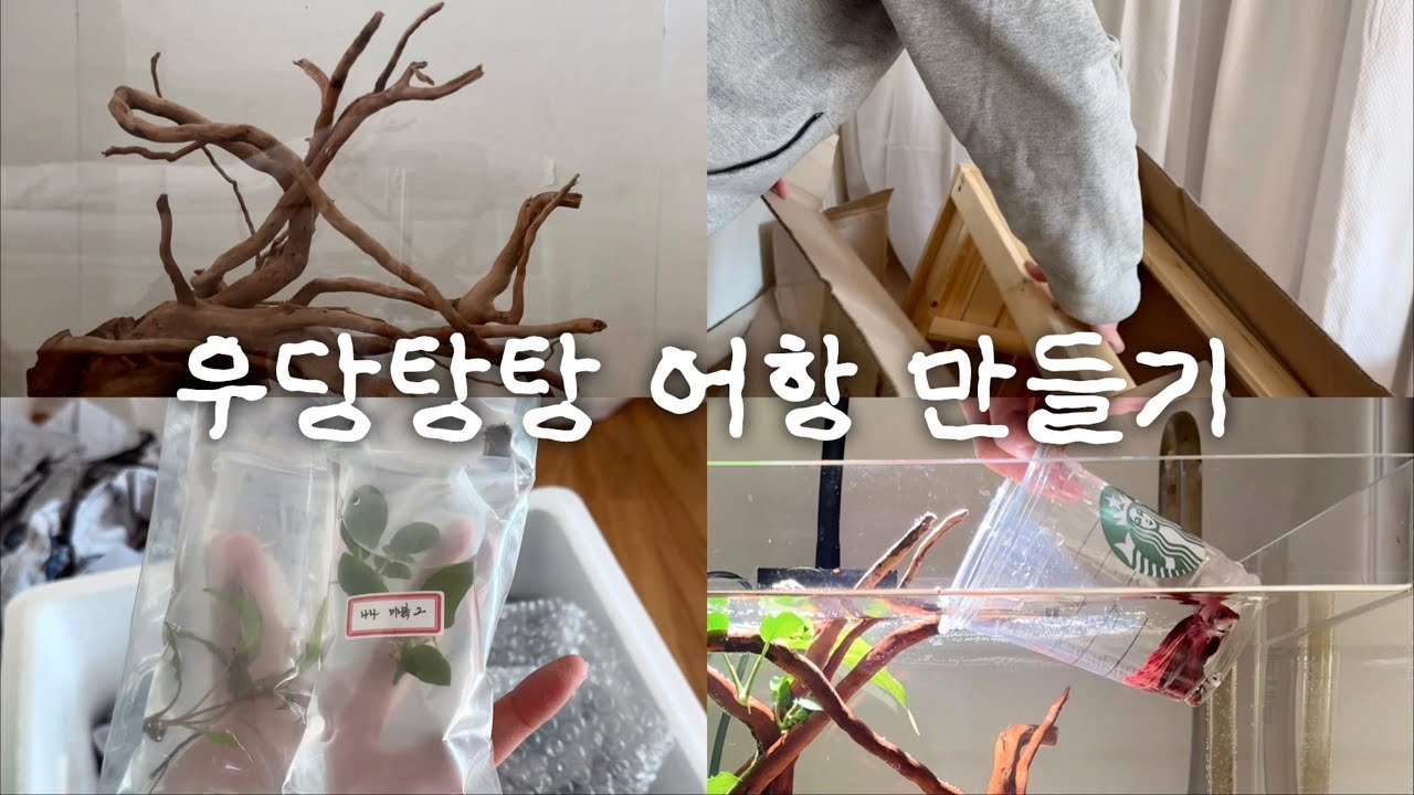 어항 하나로 줄이기🫨 | 자반 어항 세팅, 유목・축양장・수초 언박싱, 베타 입주
