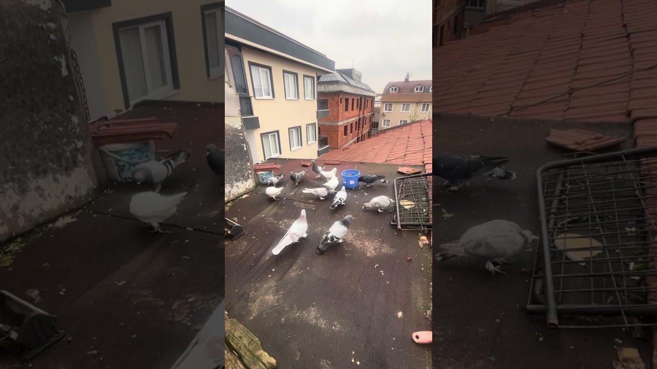 Şekeri seferleri videoda 🧿🧿🧿#güvercin #birds #pigeon #kabootar #mardingüvercini 