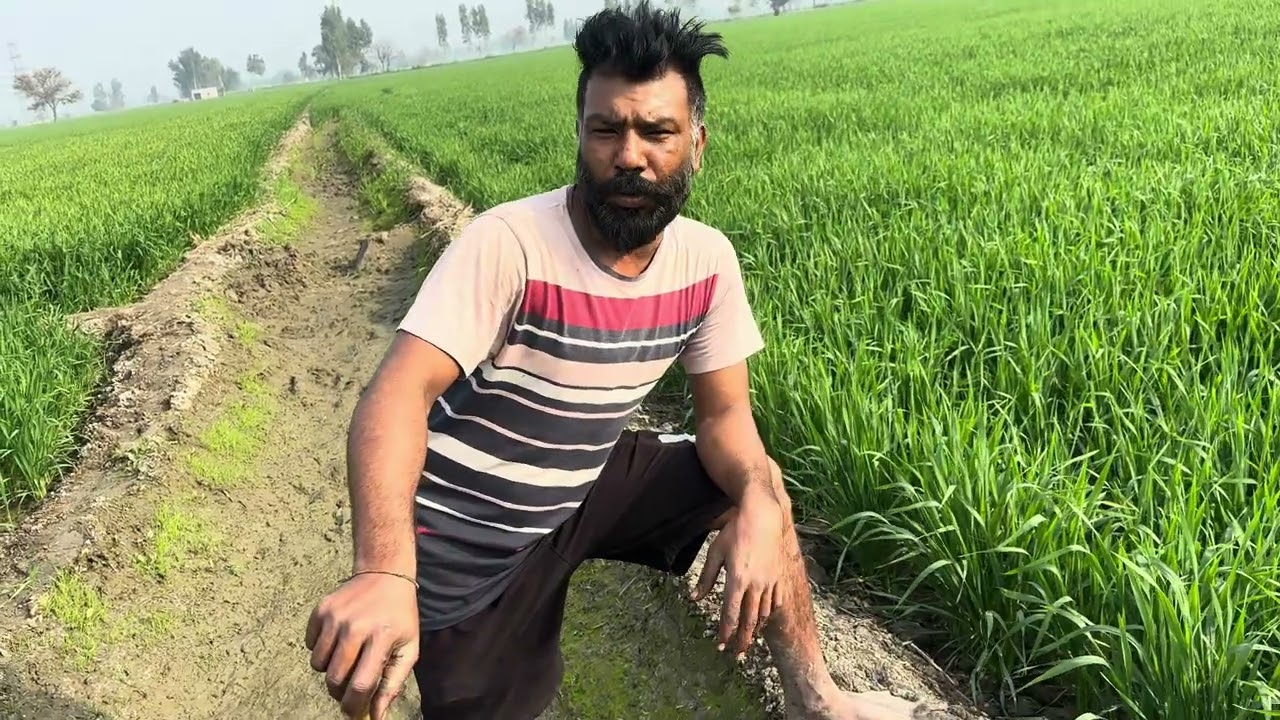 ਜਿਮੀਦਾਰ ਮਹਿਕਮੇ #farming #jattlifestudio #punjabi 