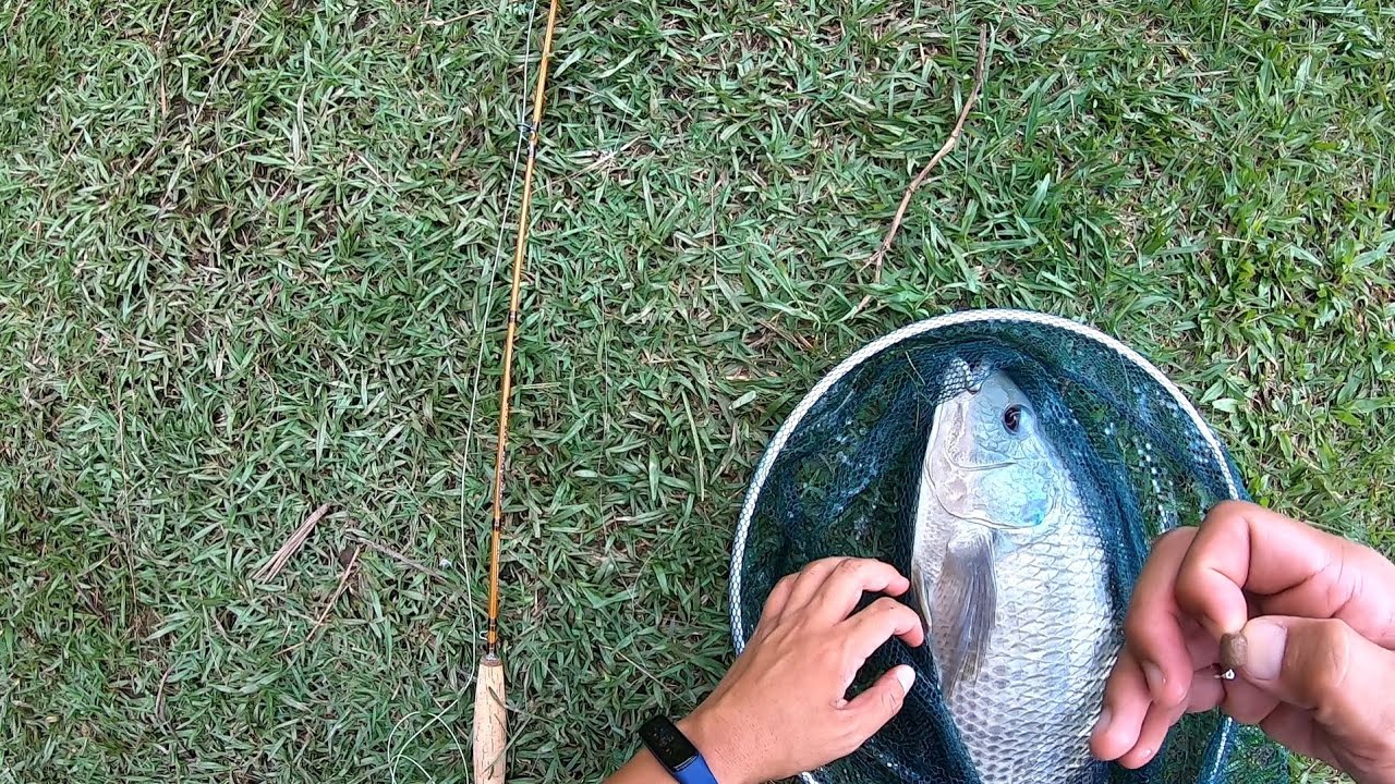 PESCARIA DE TILAPIA NO FLYFISHING