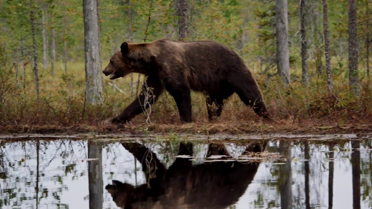 2015-08-11--15 Wolves chasing Bears for food in Kuhmo Finland