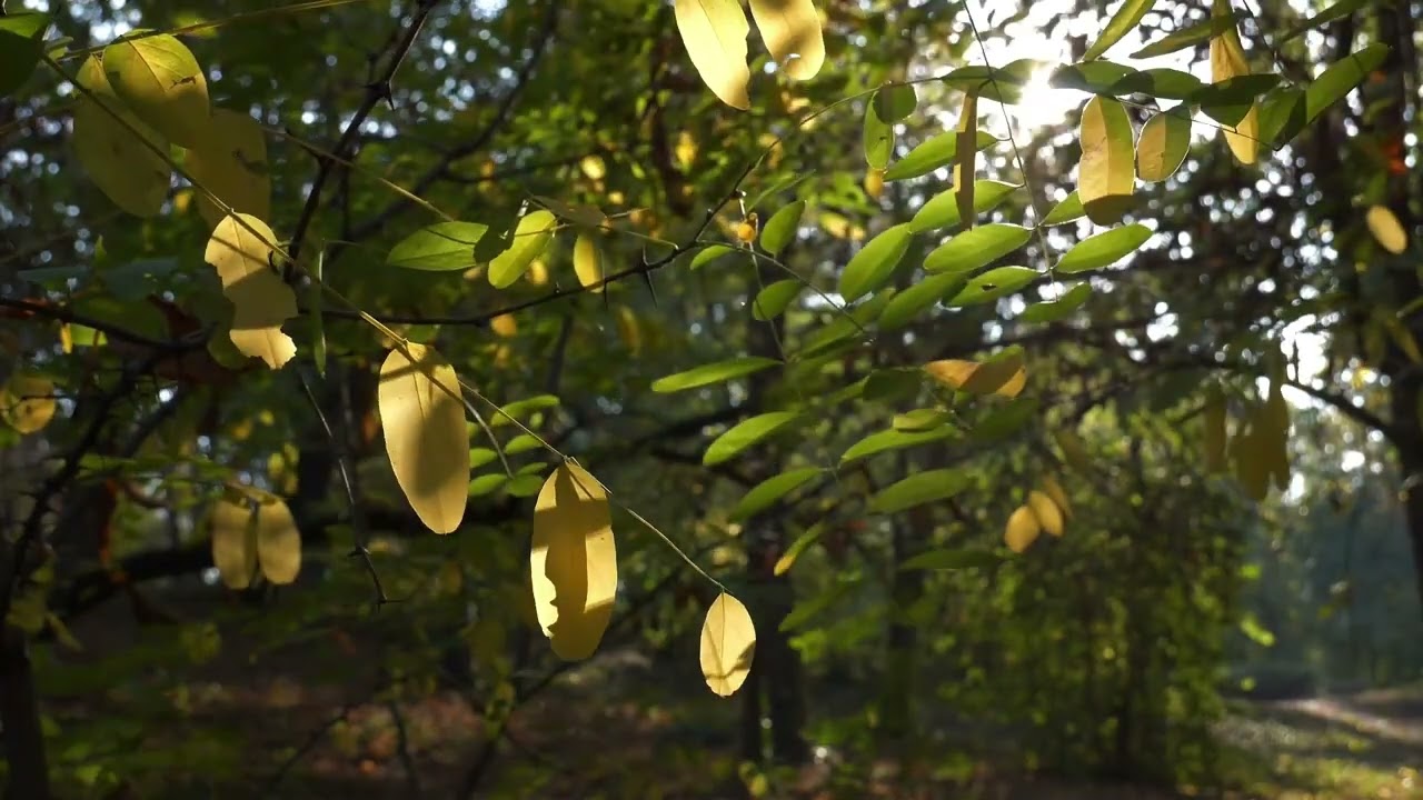 Wind Ambience: 3 Hour of Nature's Whisper | Wind ASMR