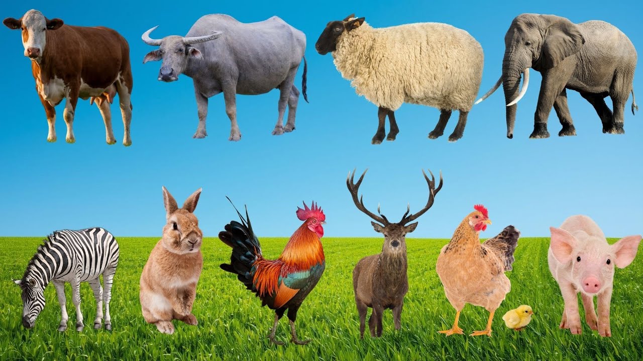 Show Diễn Muôn Loài Bắt Nhịp Tuổi Thơ – Khi Bò, Gà, Dê & Cừu Thi Hát Ca Vui Nhộn |  FarmAnimal 🐄🐑🐐🐔