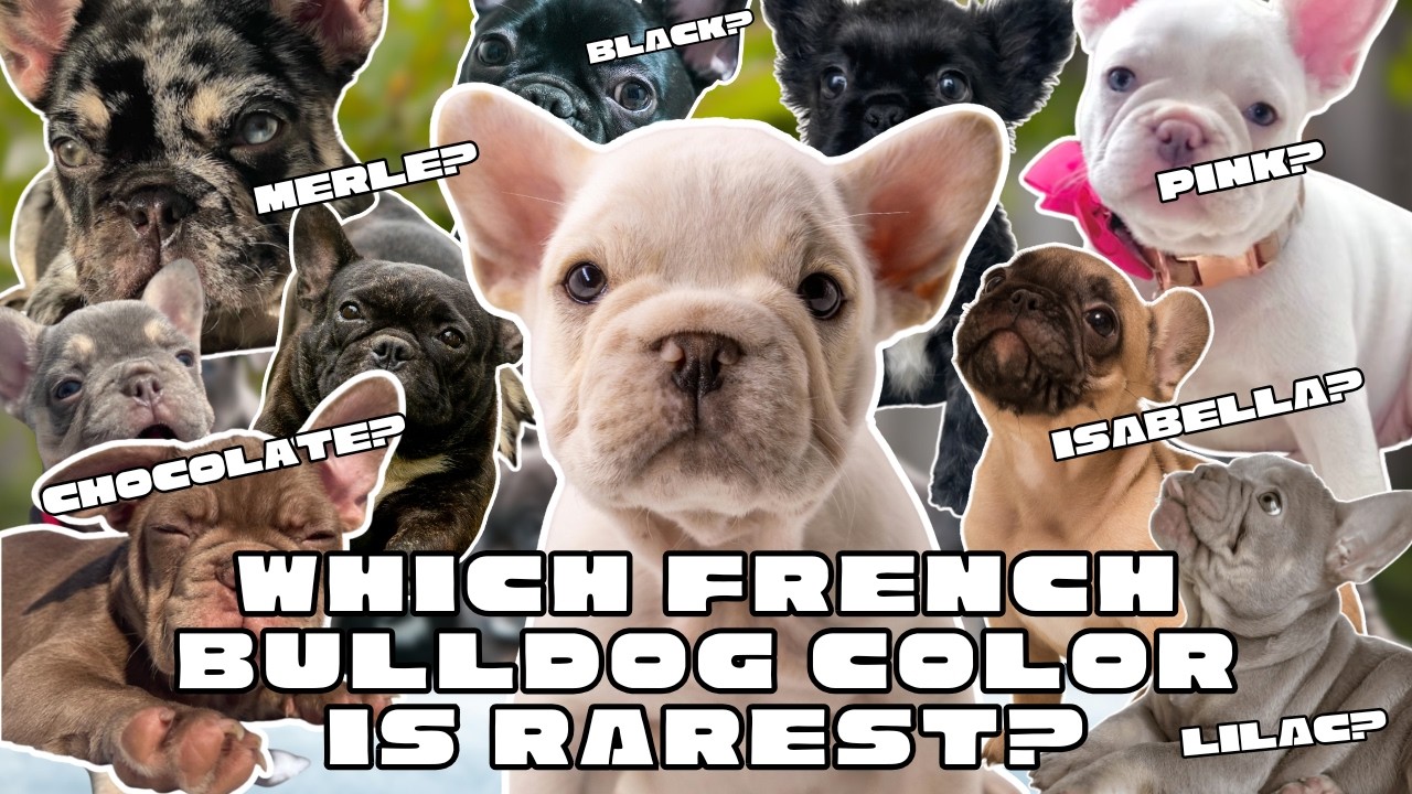 A Guide to French Bulldog Colors and Structure