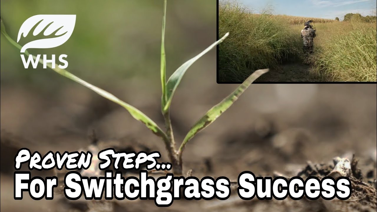 Switchgrass Planting Guide