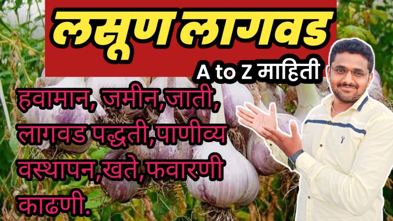 लसूण लागवड संपूर्ण माहिती|garlic farming|#akshaykale|