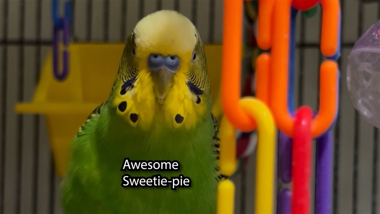 Awesome Sweetie Pie! - Boba the Budgie - Talking Parakeet