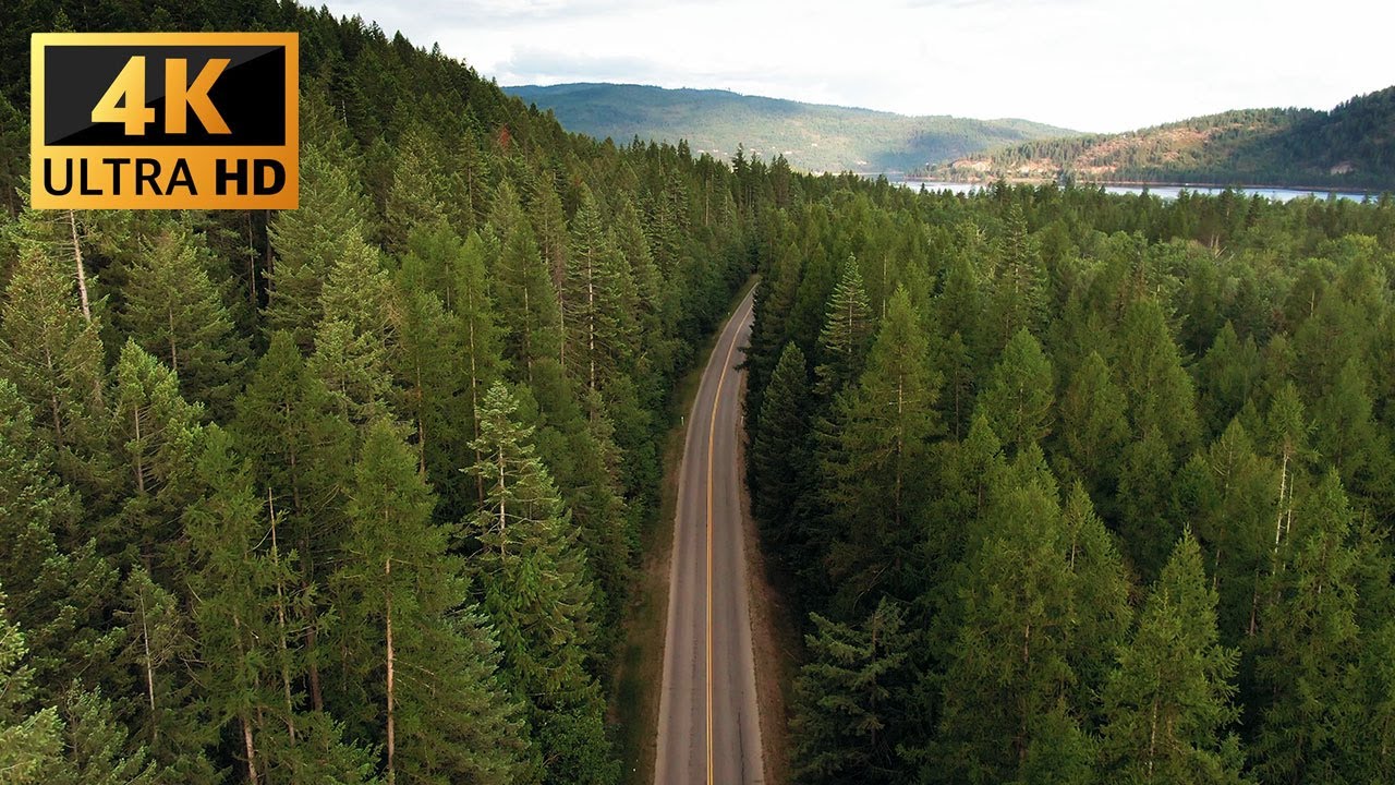 Free Stock Video: A Road In The Middle of a Forest HD 4K