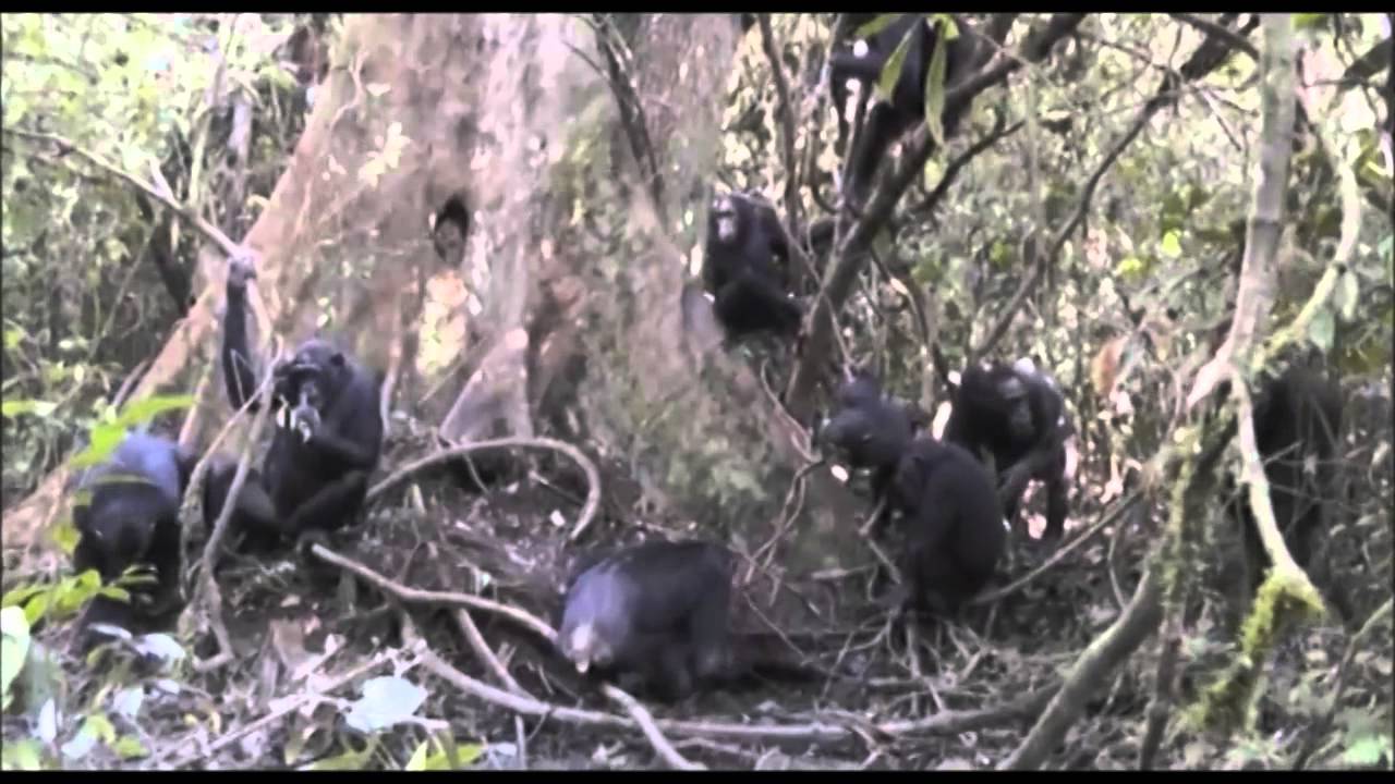 Mineral Acquisition from Clay by Budongo Forest Chimpanzees