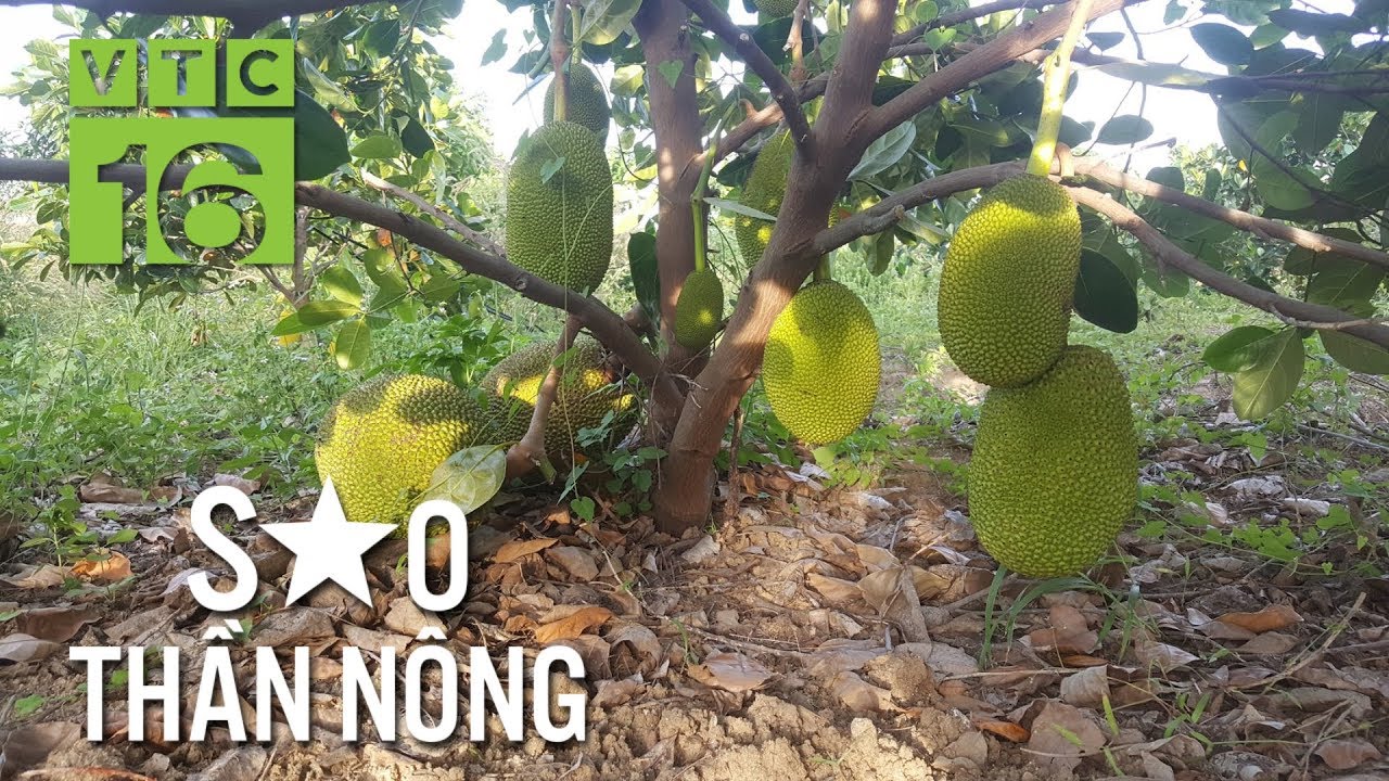 Trồng mít Thái trên đất Bắc, lão nông thu tiền tỷ/năm | VTC16