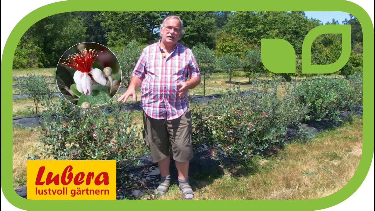 Ananas-Guave oder Feijoa (Acca sellowiana) - Kultur in Nord-Oregon (USA)