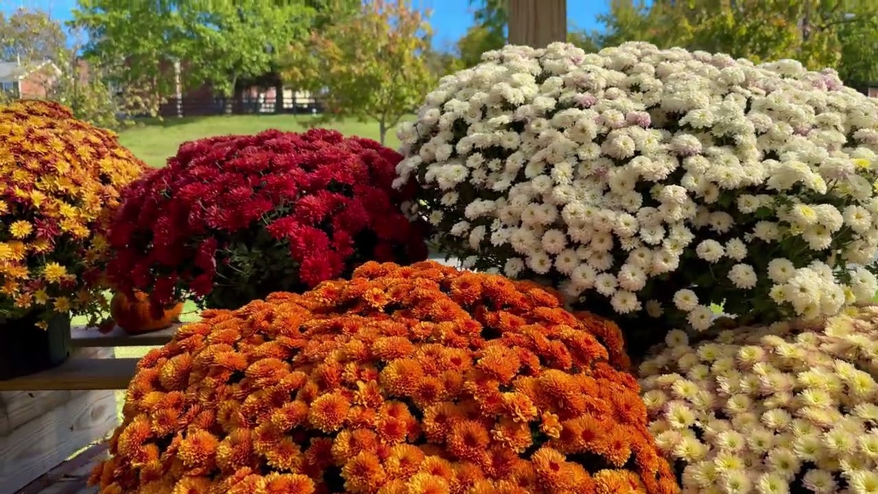 Mums and pumpkins in Lexington, Ky ! USA!