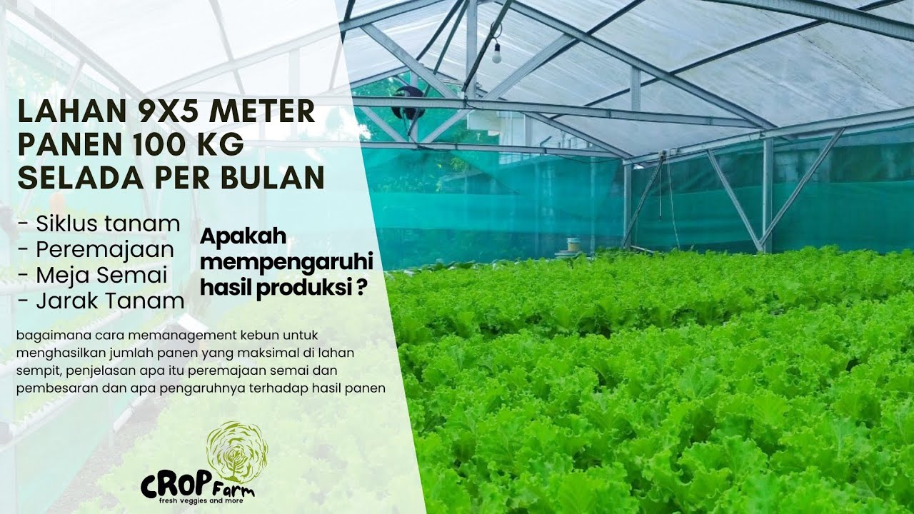 Lahan Sempit Target Produksi 100kg Selada per Bulan