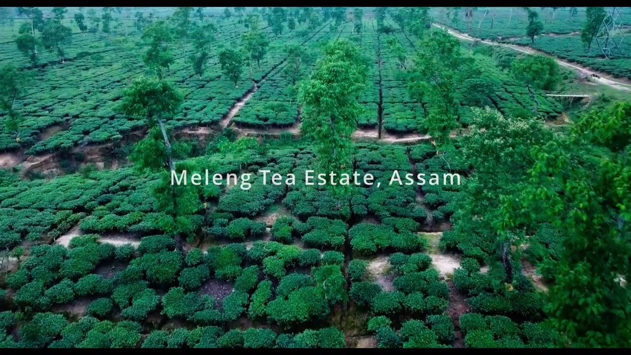 Tour of Meleng Tea Estate, Assam | Jay Shree Tea