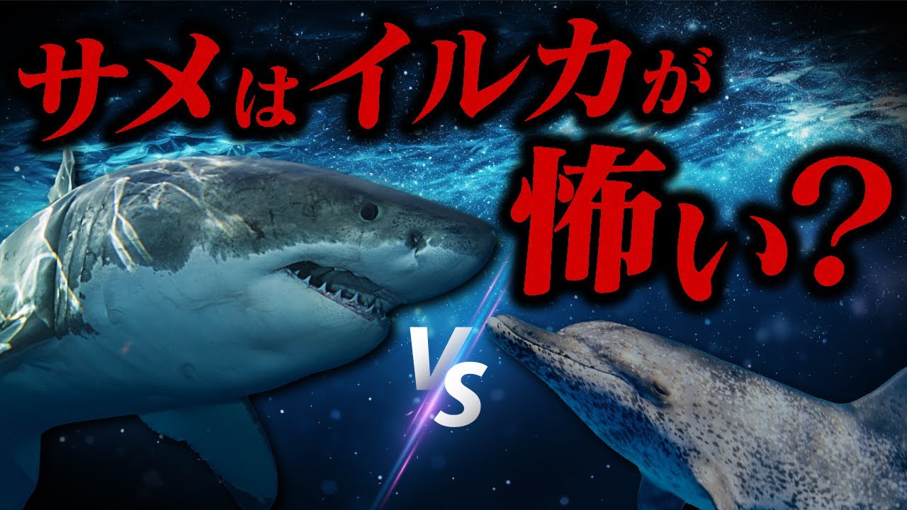 イルカはサメより強い？サメがイルカを怖がるという噂の真相