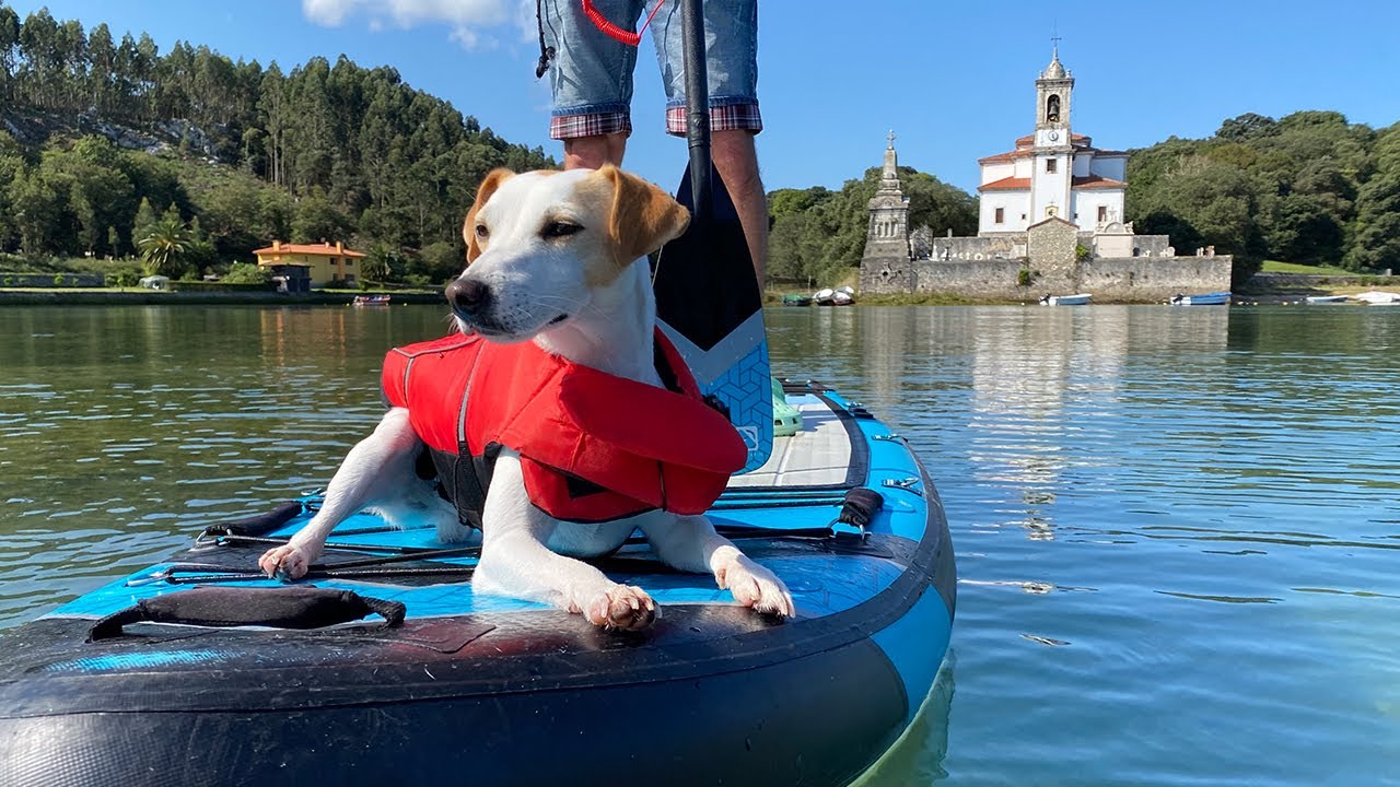 Pipper en Llanes- ¡Viaja con tu perro!
