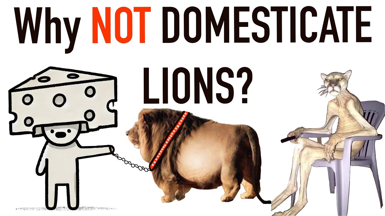 Can LIONS Be Domesticated?