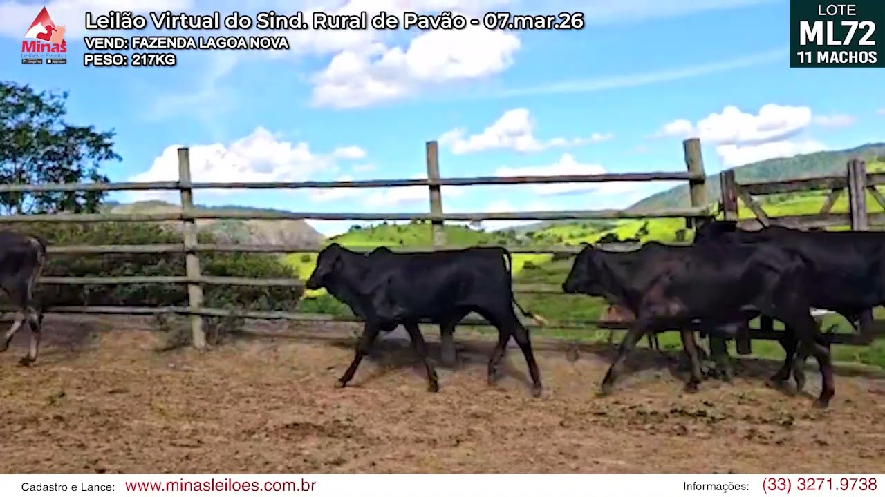 LOTE ML72