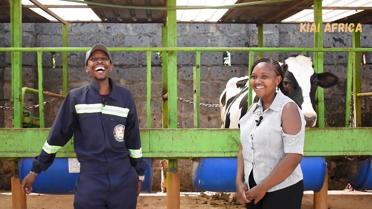 From 10 Cows to 150 High-Grade Dairy Cows. Milking 800 liters of milk per day.