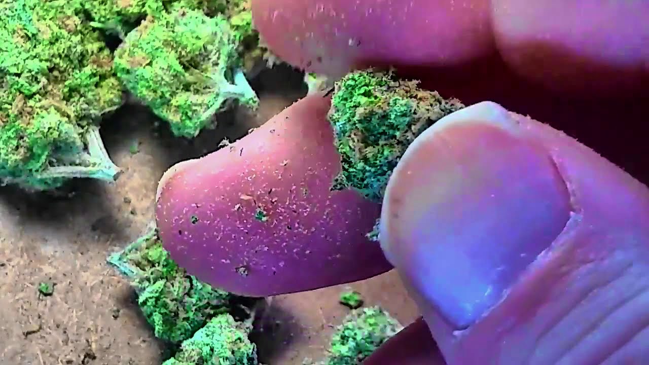 Destemming an 1/8th of Weed - ASMR
