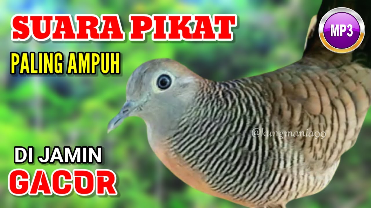 SUARA BESAR Perkutut Lokal Gacor Ampuh Memanggil Pejantan | perkutut, suara perkutut