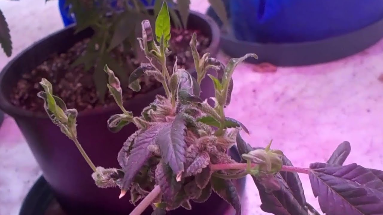 1 Plant 1 Light 3 Pounds Episode 2 Flips to Flower