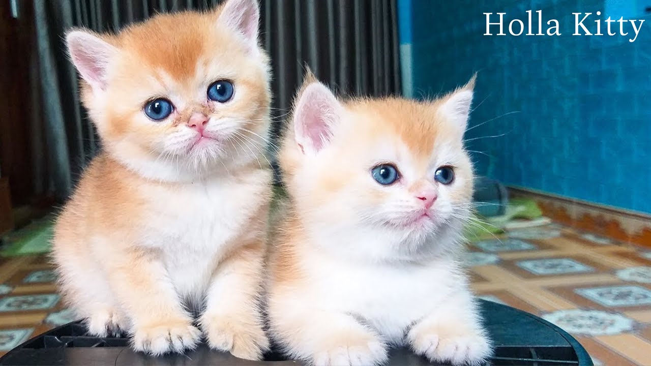 Ultimate Funny Cat Compilation 😹 | Only on Holla Kitty