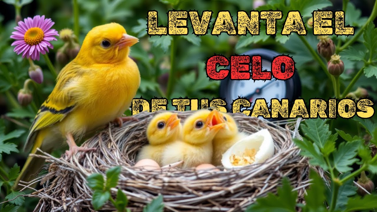 COMO ENCELAR TUS CANARIOS (SI funciona) 4 puntos fundamentales para UNA BUENA CRIA.