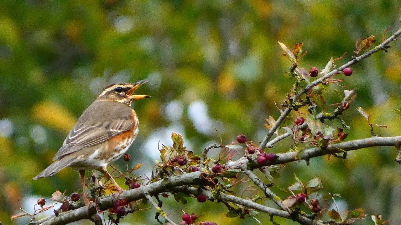 Koperwiek (Redwing)